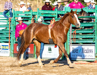 RMPRA-Alpine-JMrazPhotography-Broncs-11