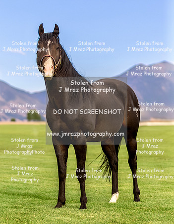 JS-14