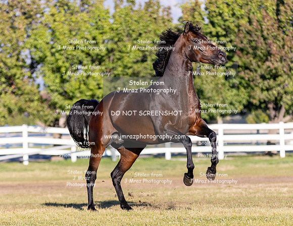 SQR-44