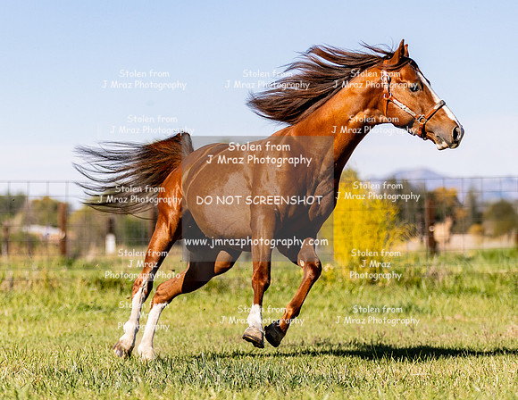 SDC-2