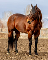 Brazillionaire-4