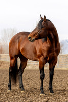 Brazillionaire-15