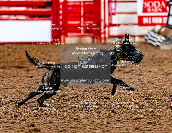 DogAndPony-2026-JMrazPhotography-2024