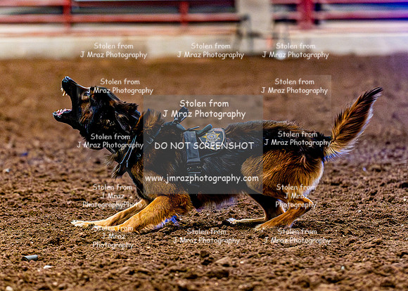DogAndPony-2026-JMrazPhotography-2103