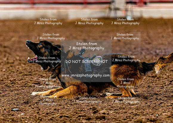 DogAndPony-2026-JMrazPhotography-2104