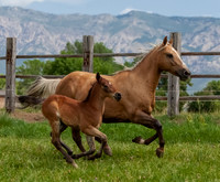 Appy Acres