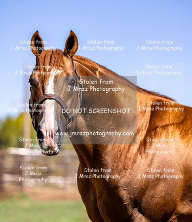 ASJ-1