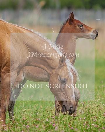 IMG_7162-2-2