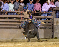 Bull Riding