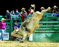 Bull Riding