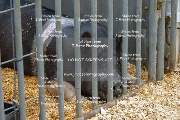 TooeleCountyFair-JMrazPhotography-2024-68